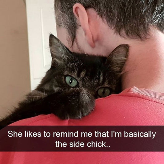 Top 20 Hilarious Cat Memes Of 2021