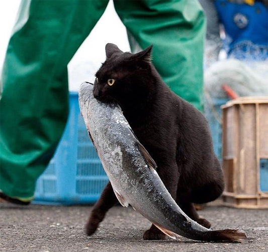 A hilarious photo compilation of 20 furry food thieves caught in the act