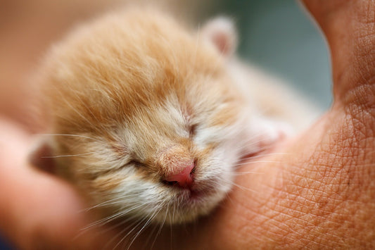 I Have Found A Small Kitten What Should I Do Now? Help!