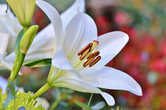Poisonous Houseplants Every Cat Owner Should Avoid