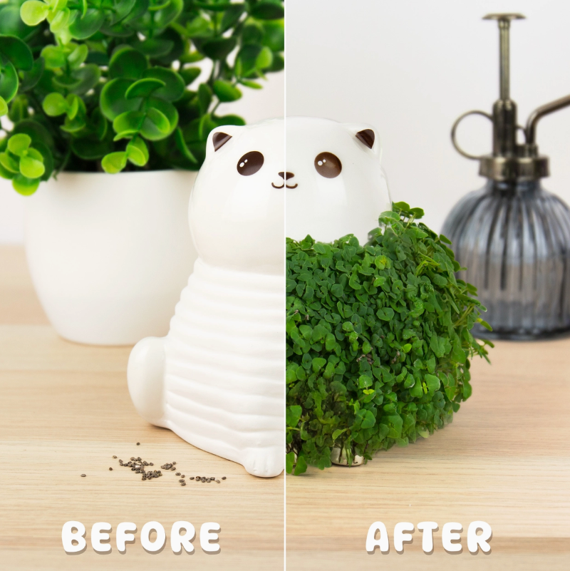 chia planter cat before after
