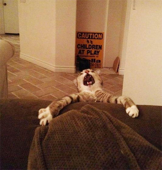 10 Hilarious Cat Expressions To Brighten Your Day