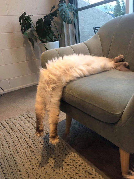 20 Hilarious Liquid Cats Defying All Laws Of Physics