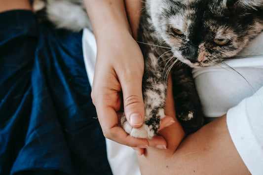 How Do I Know If My Kitty Is In Pain? Symptoms To Look Out For