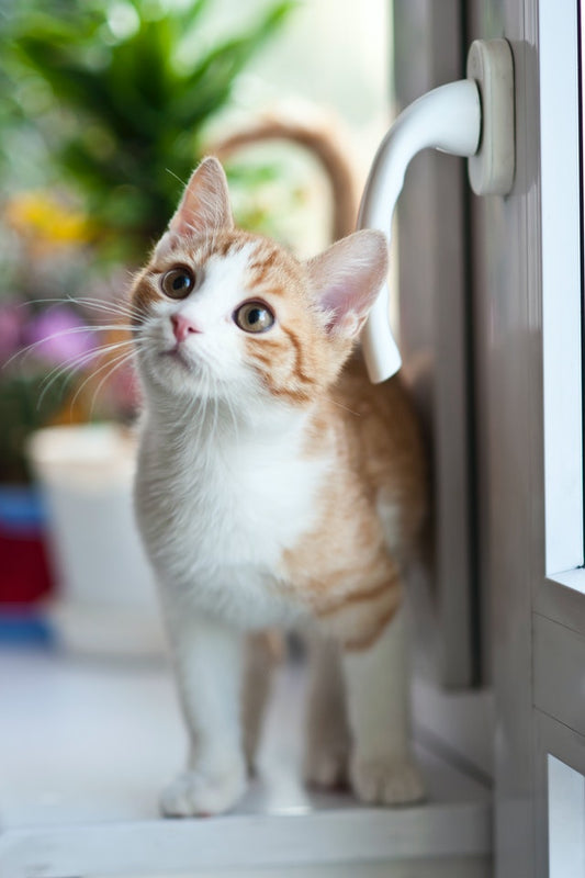 cute orange white kitten standing at windowsill cute curious