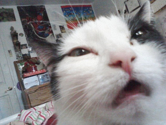 15 Funny Cat Selfies That Will Make Your Day A Bit Better
