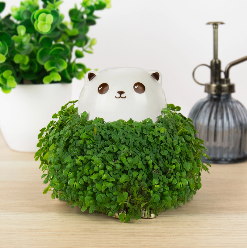 chia planter cat green