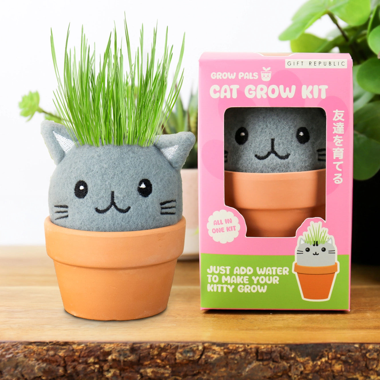 Cat grass head fun grow pal in box